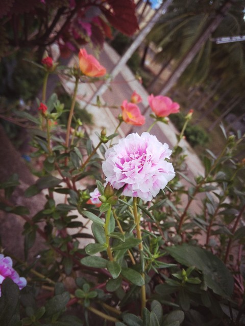 my mobile camera pc