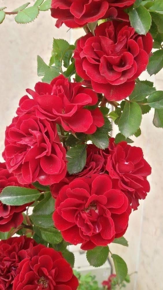 ⚘⚘⚘