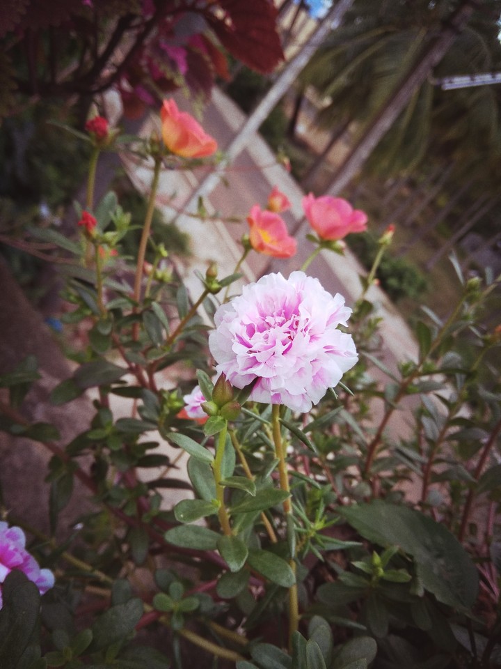 my mobile camera pc