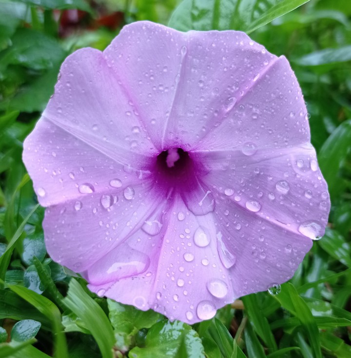 #flower #flowers #nature #photography #flowerstagram #love
