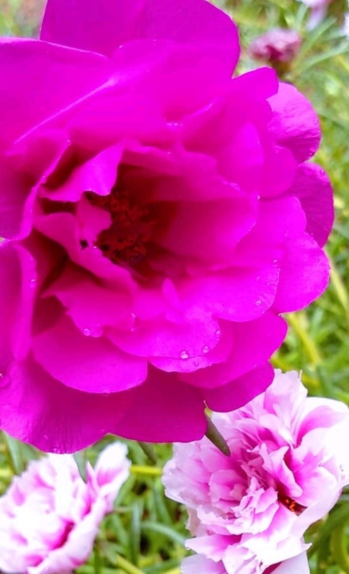 Rosas do meu jardim