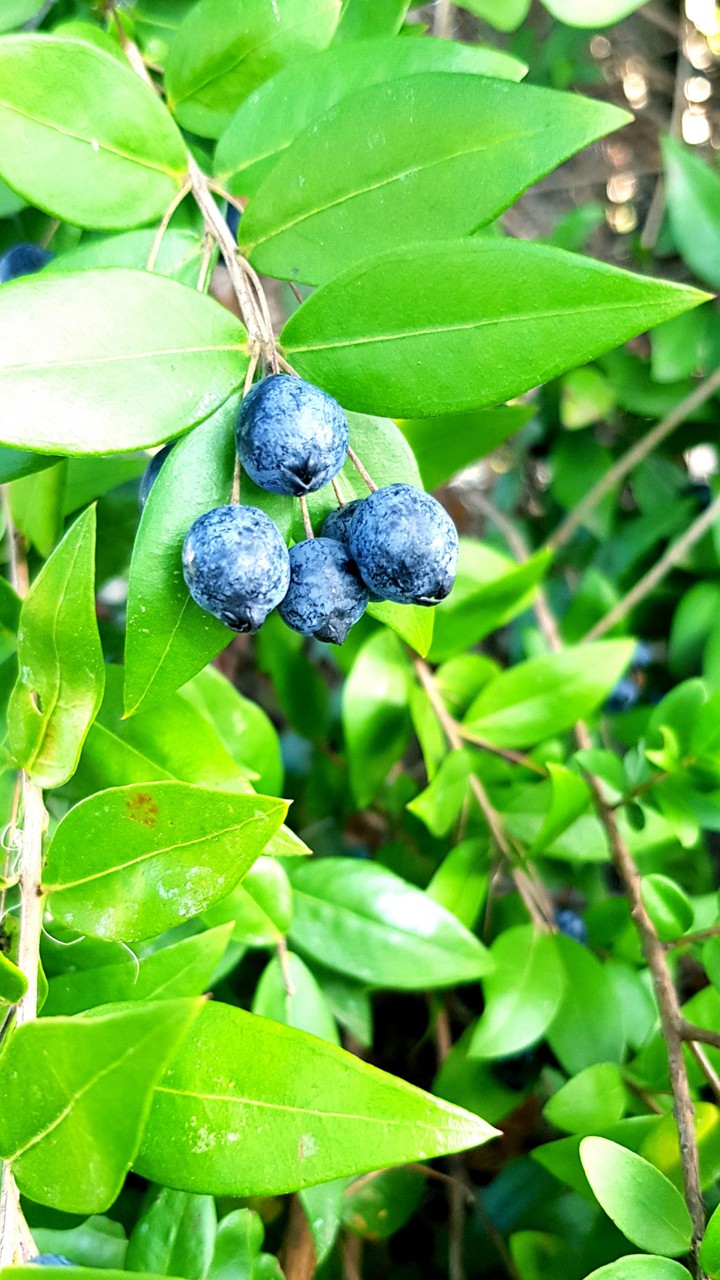 Blueberries