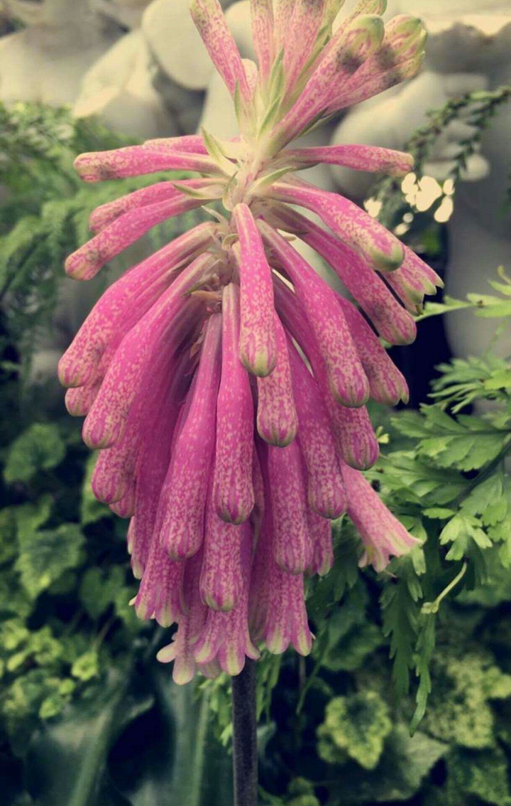 pink flower