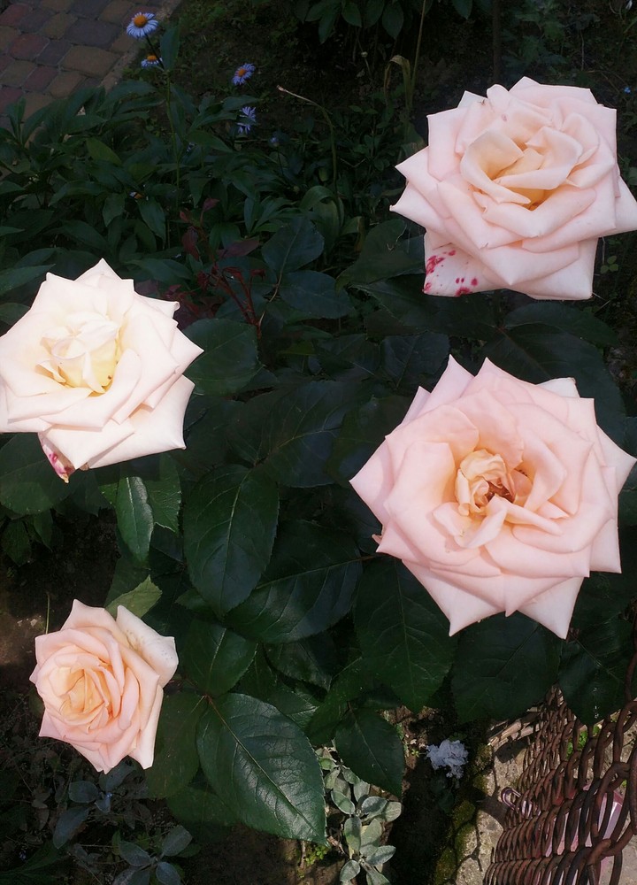 rose