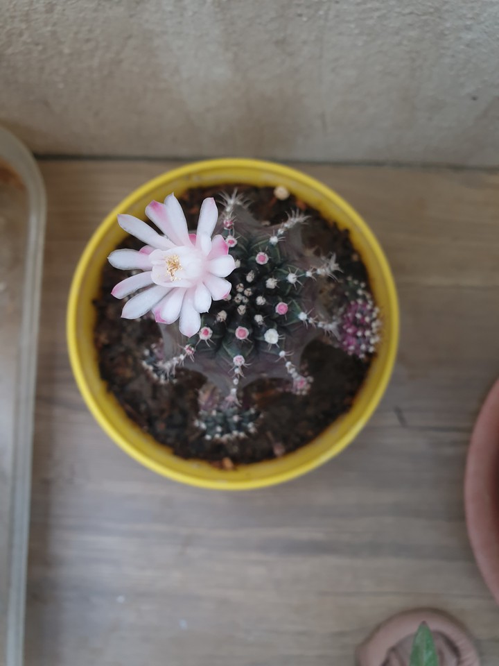 flower of cactus??