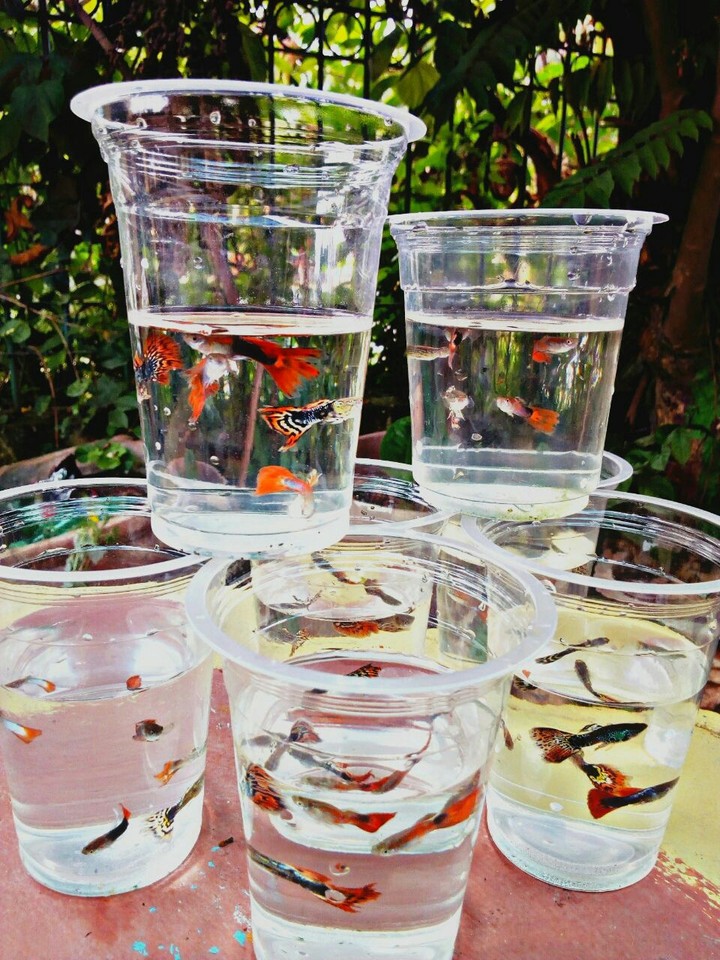 Guppy