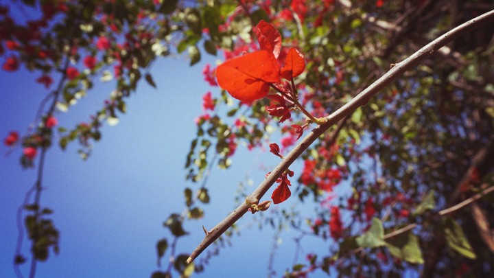 a clear sky a red flower