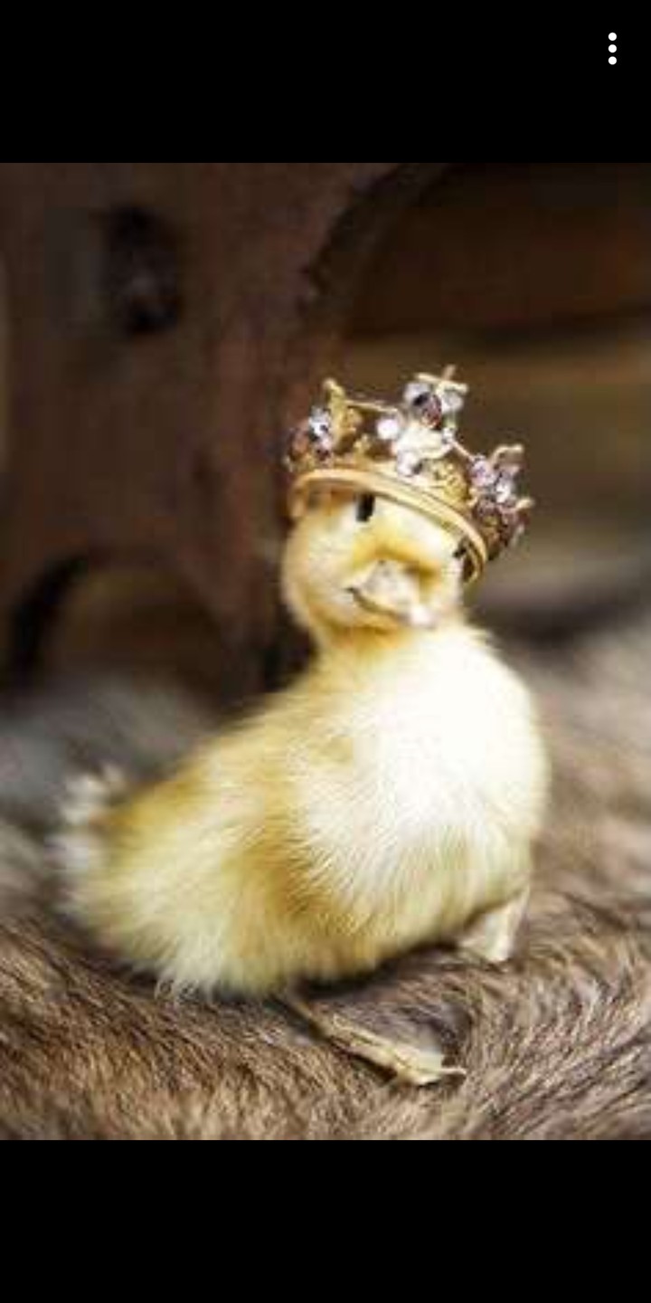 king of the ducks