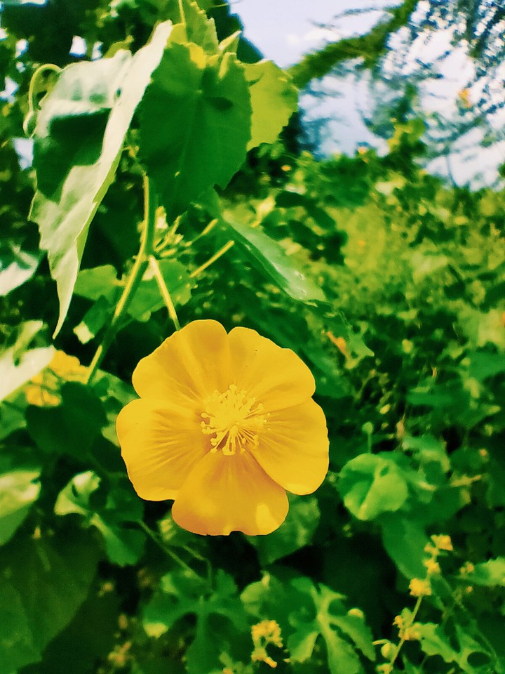 yellow beauty