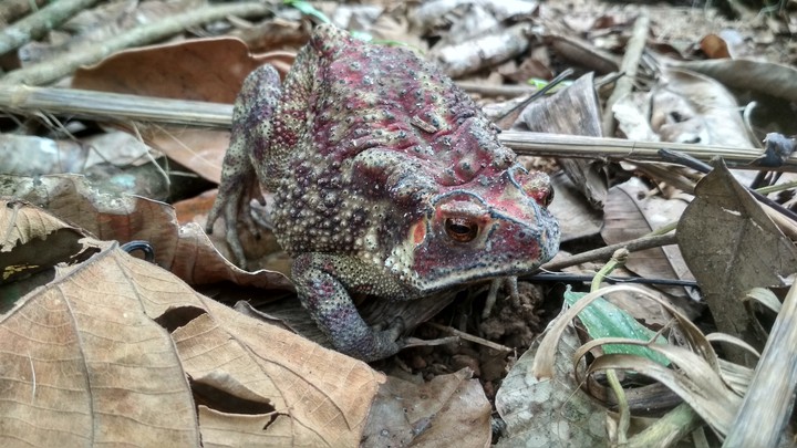 Frog