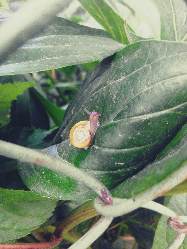 Leafs