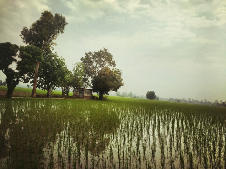 Farming 2