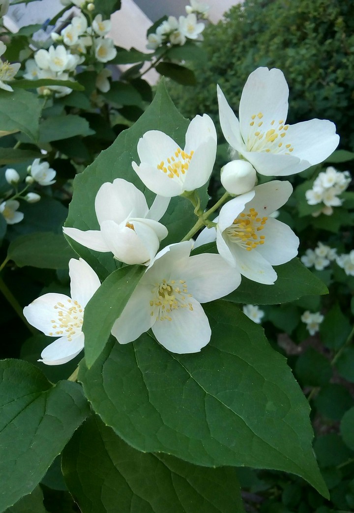 Jasmine