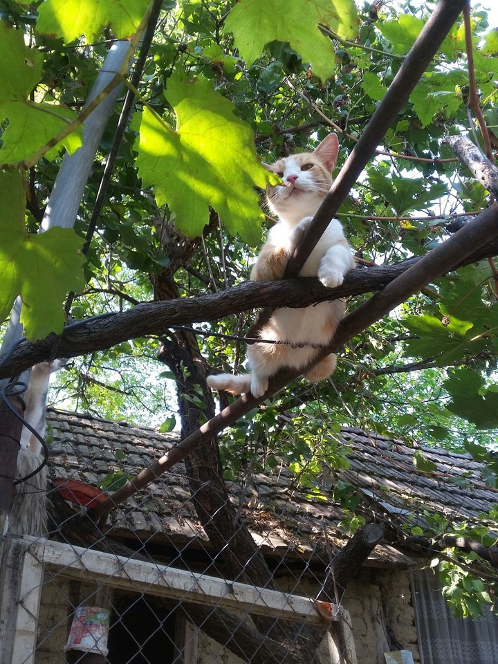 lazycat