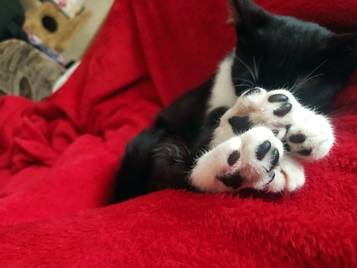 cute paws