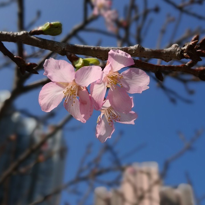Flower in spring