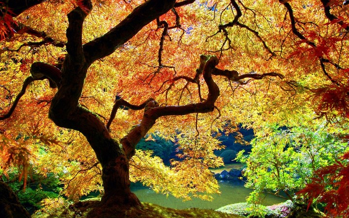 Tree Trunk Bends Branches Leaves Autumn