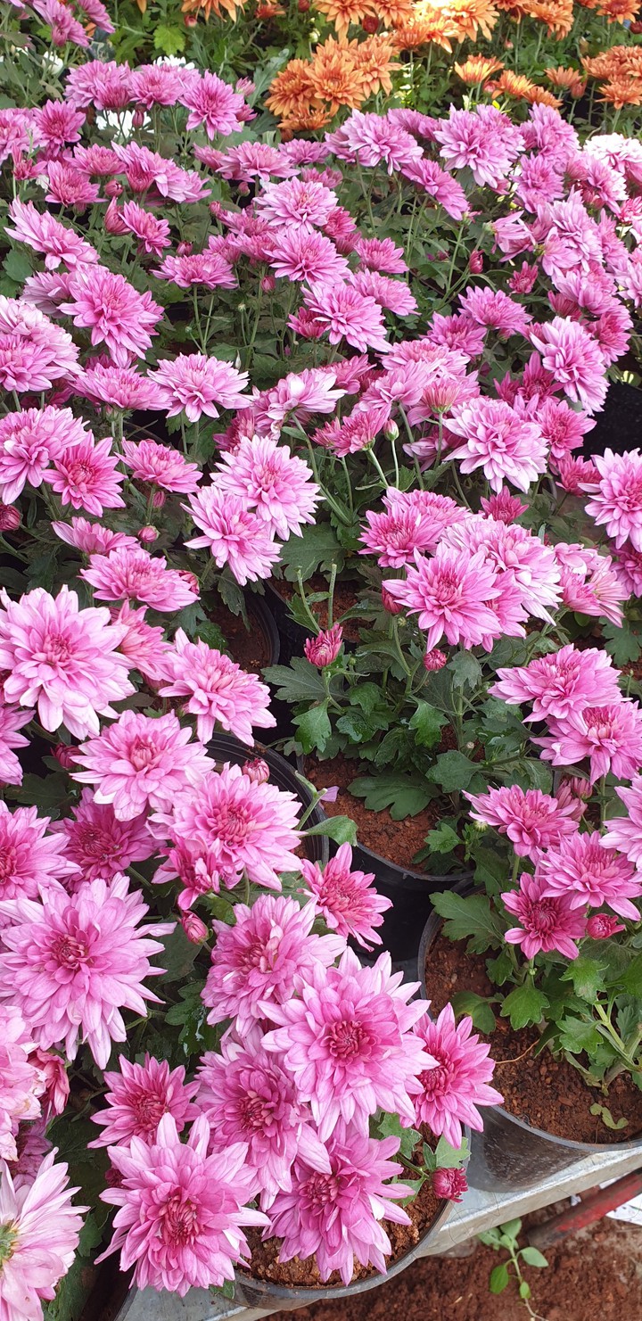 chrysanthemum