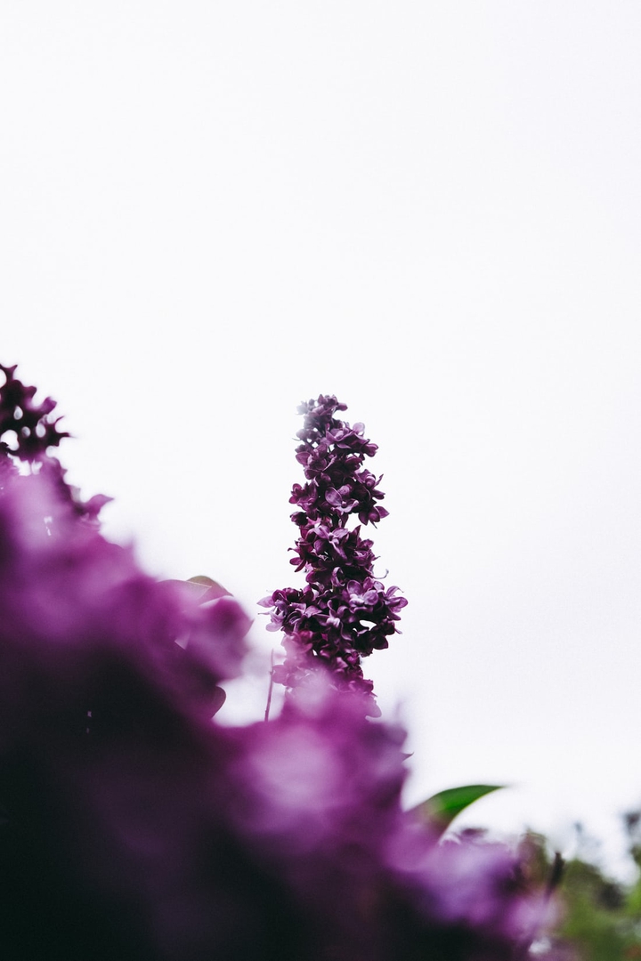 tiny flower..