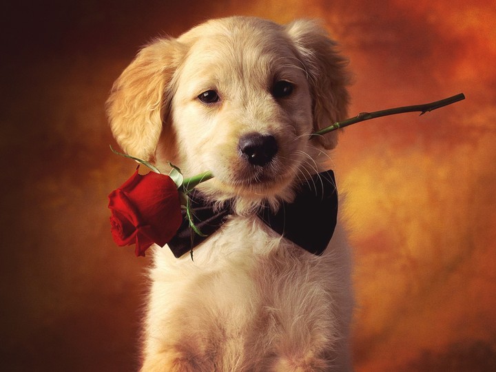 puppy♡♡