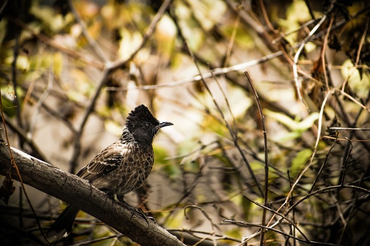 Bird