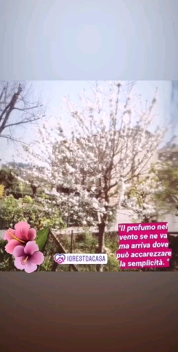 fiori di primavera