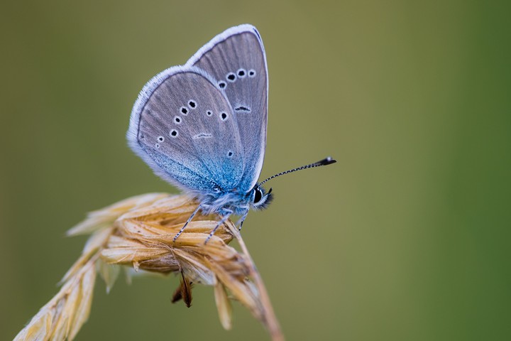 small butterfly