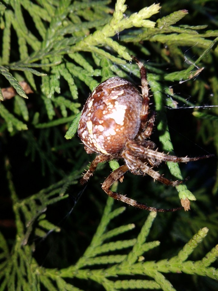 my Spider...photo Lg G3...