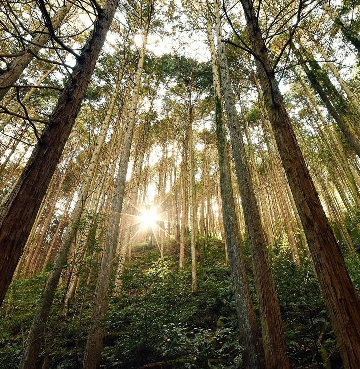 a floresta
