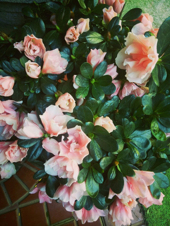 vibrant azaleas, sparkling pink