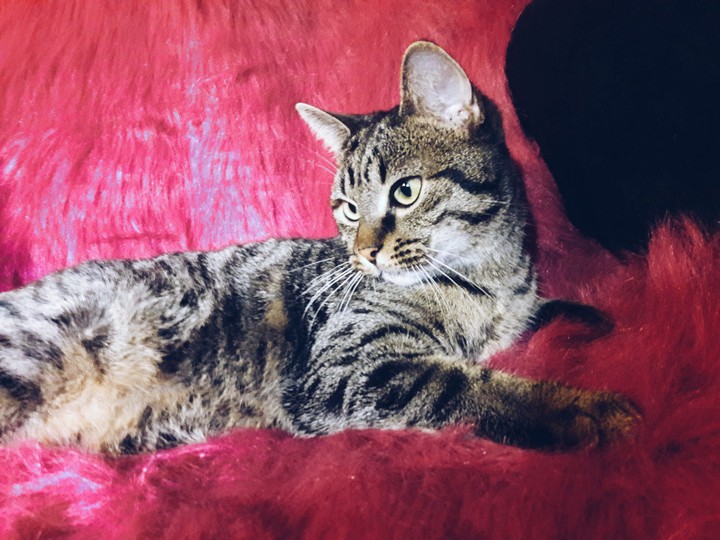 cat!!!