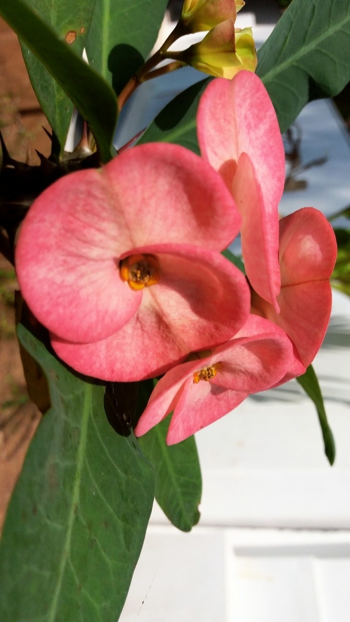 Flower