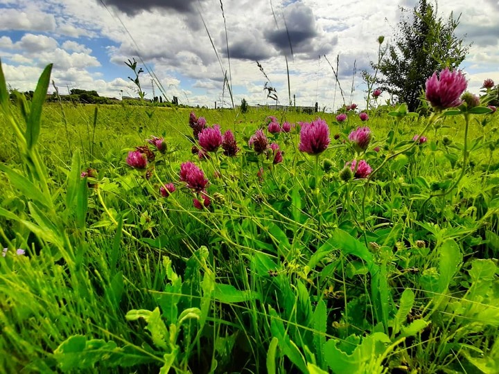 flowers