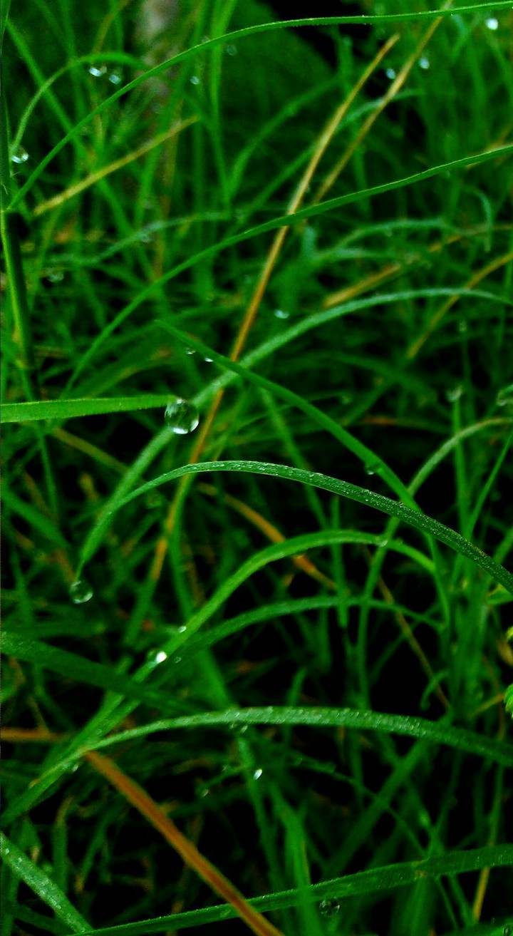green grass