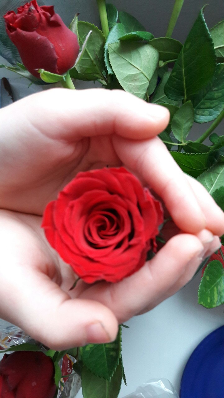 Meine Rose