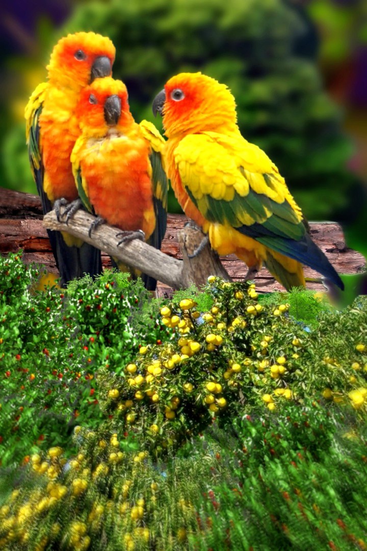 bird ???❤️