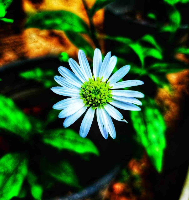 white beauty..