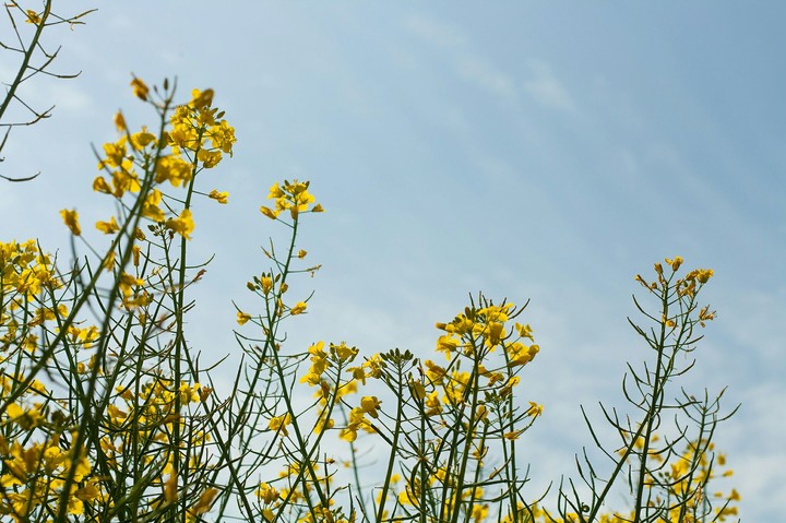 rapeseed field