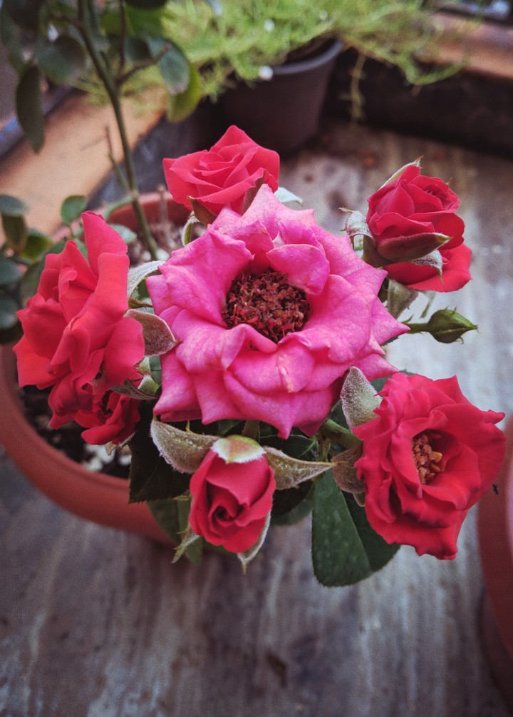 Red Roses