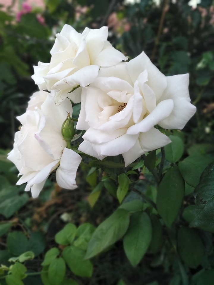 Roses are White ⚪