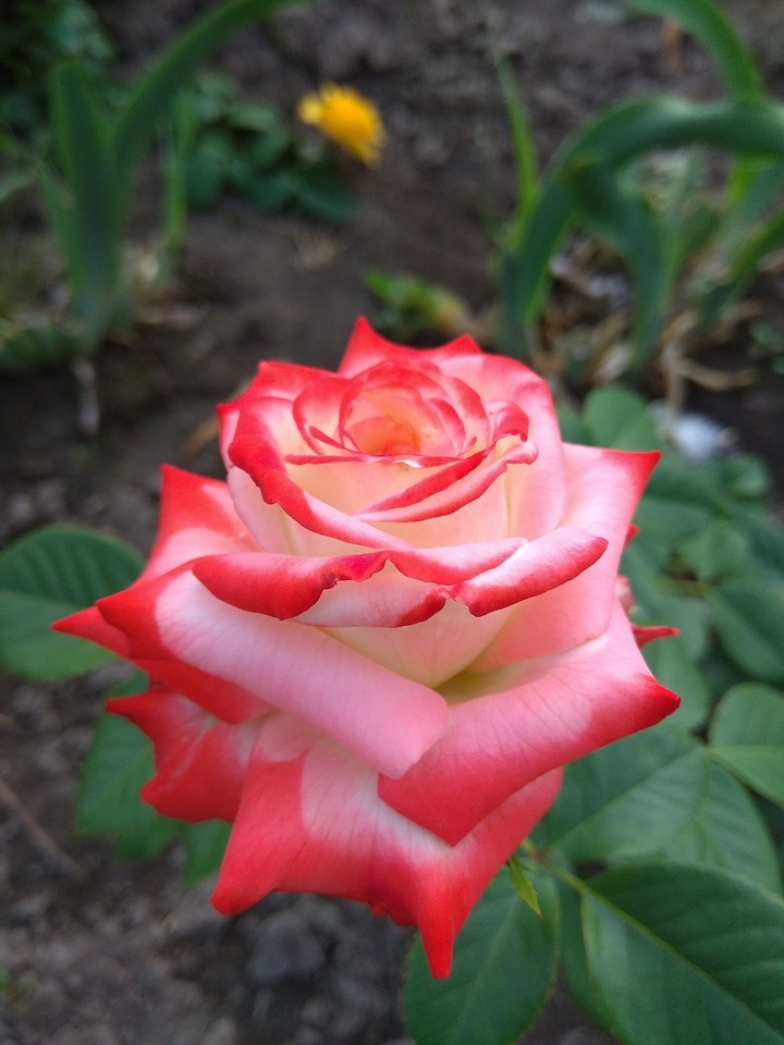 I like flowers 
