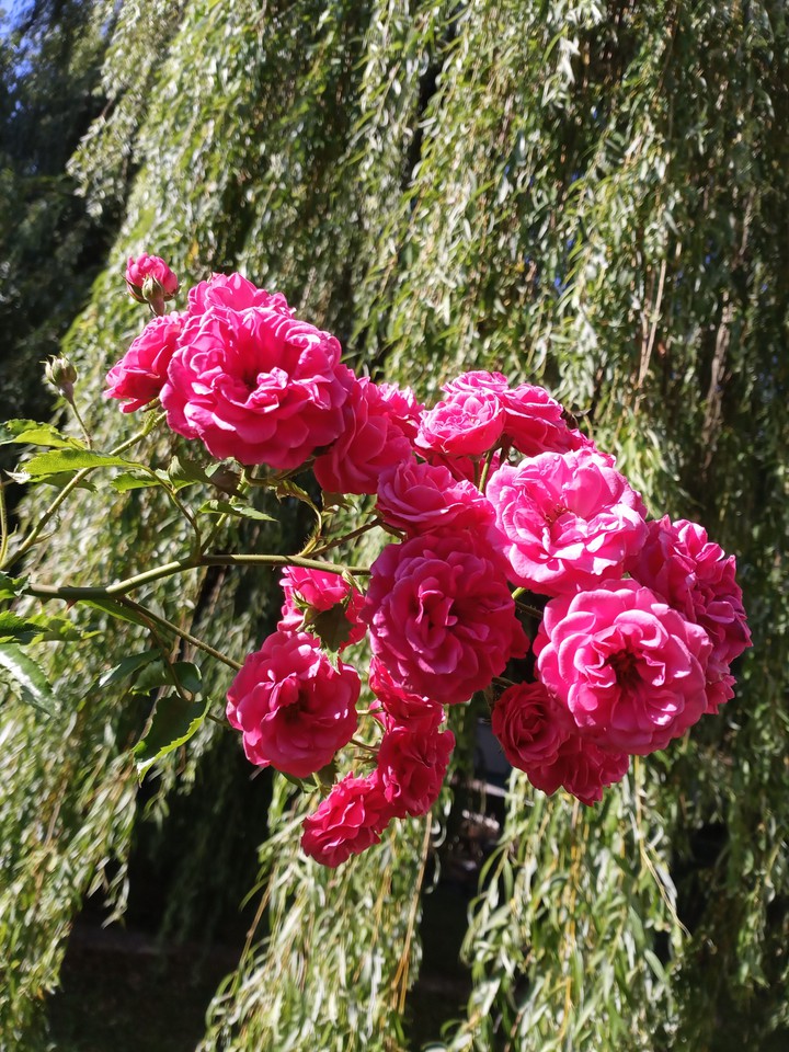flowers