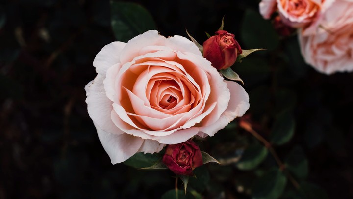 Rose
