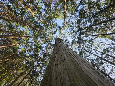 trunk, plant Hintergrundbilder