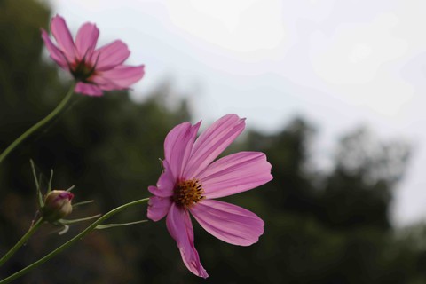 cosmos.
