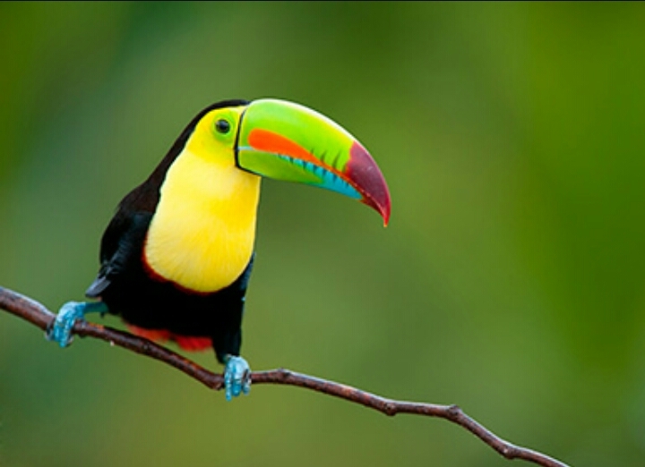 beautiful bird