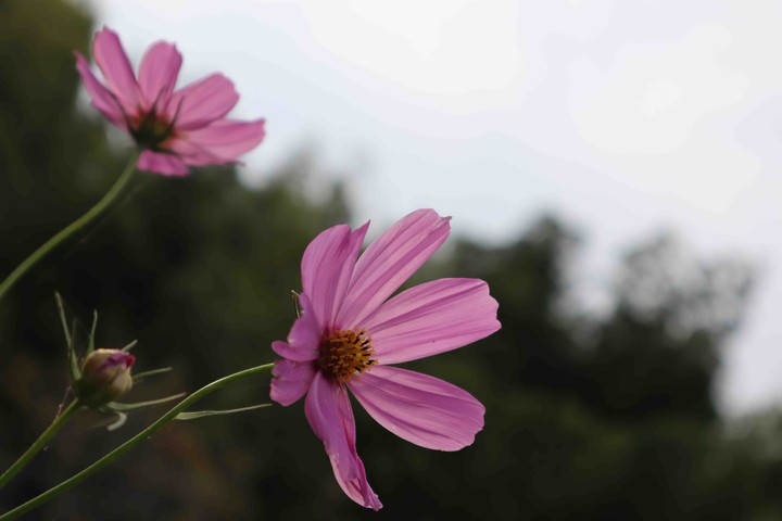 cosmos.