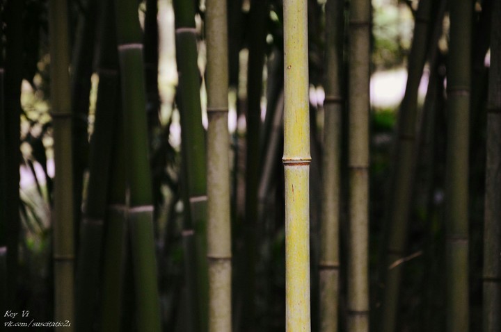 bamboo