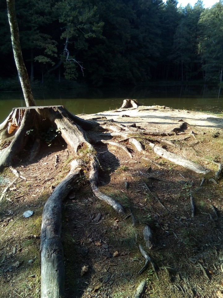 Stump