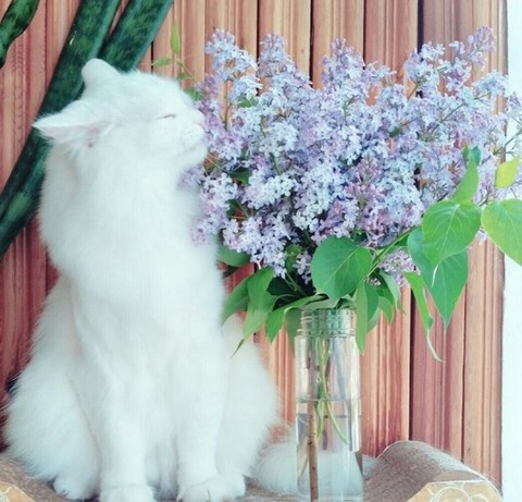 flower, lilac achtergronden